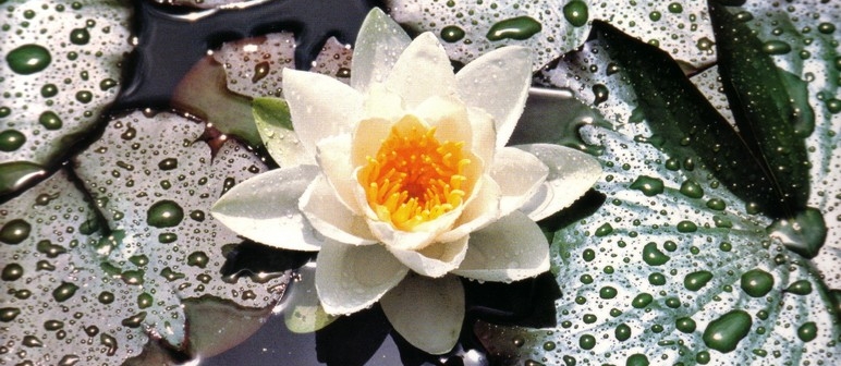 Waterlily