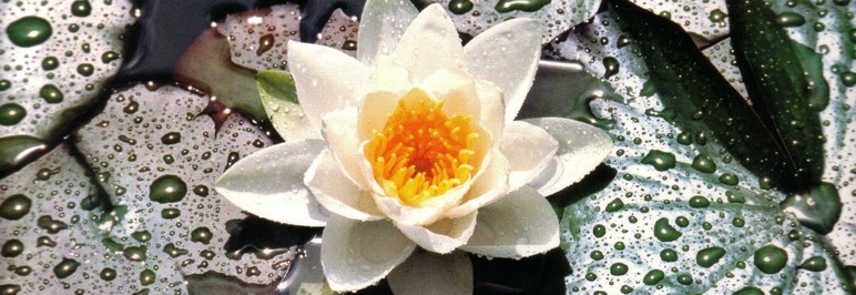 Waterlily